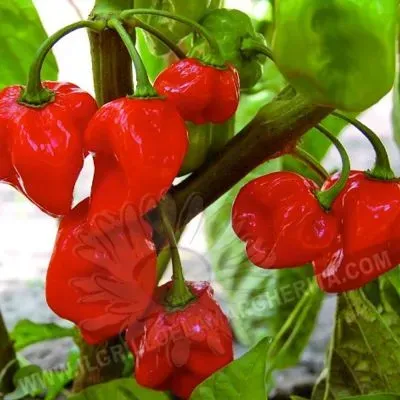 Peperoncino Habanero Rosso - Semi di peperoncino