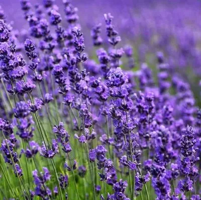 Lavanda da bordura - Semi di fiori