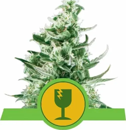 Royal Queen Seeds Royal Critical Auto autoflowering cannabis seeds (pa