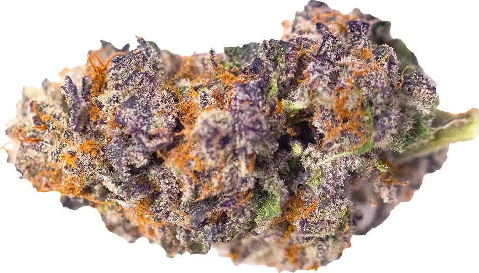 Purple Alien OG Justmary - 3 grammi - TOP THC 0,5% CBD 27% di justmary.com