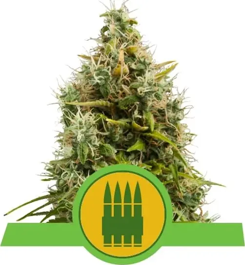 Royal Queen Seeds Royal AK Auto autoflowering cannabis seeds (pacco 5