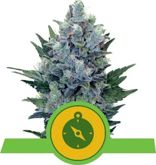 Royal Queen Seeds Northern Light Auto autoflowering cannabis seeds (pa