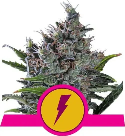 Royal Queen Seeds North Tunderfuck feminized cannabis seeds (pacco 5 s