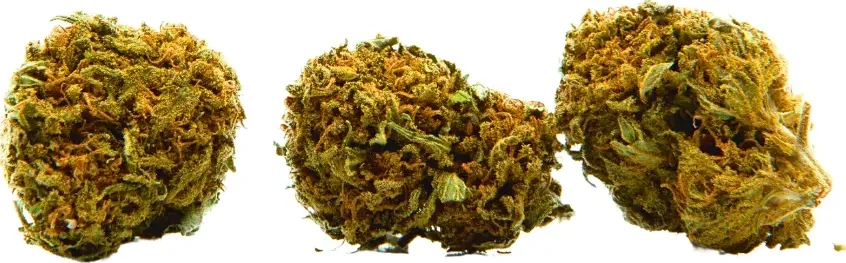 BonBon baby weed  - 10 grammi - CBD 26% THC 0,5% di justmary.com